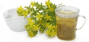 Зверобой продырявленный